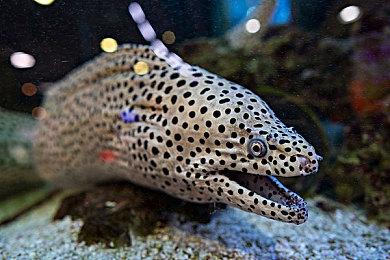 争奇斗艳！EVO Japn 2025性感Coser美图