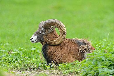 白大褂眼镜妹人造人21号后天加入《龙珠战士Z》